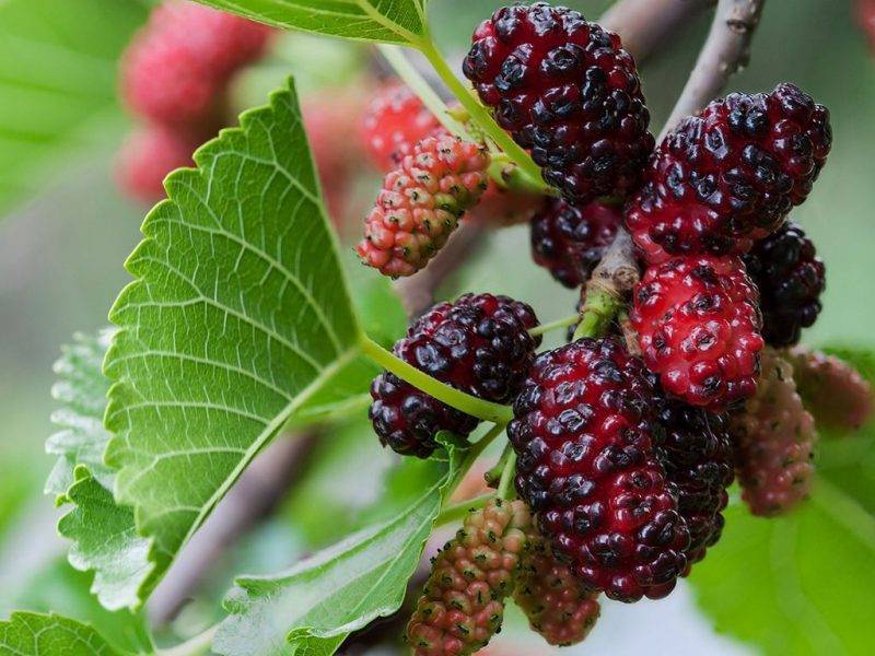 Шелковица купить саженцы из питомнике в Куйбышеве