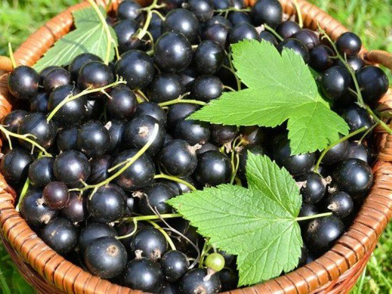 Смородина купить саженцы из питомника в Куйбышеве