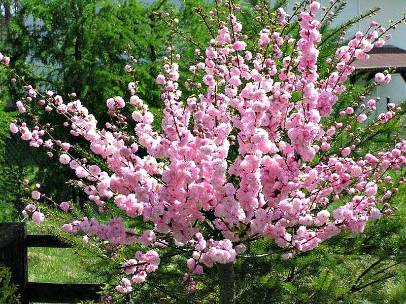 Миндаль купить саженцы из питомника в Куйбышеве