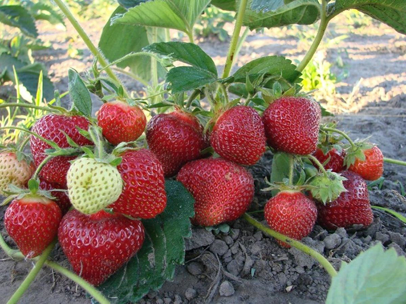 Клубника купить саженцы из питомника в Куйбышеве
