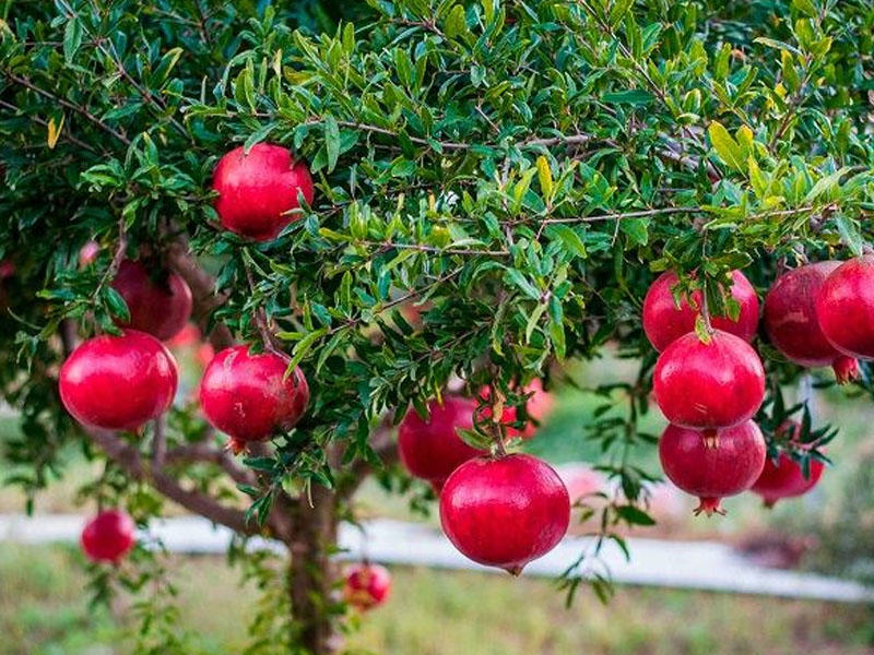 Гранат купить саженцы из питомника в Куйбышеве