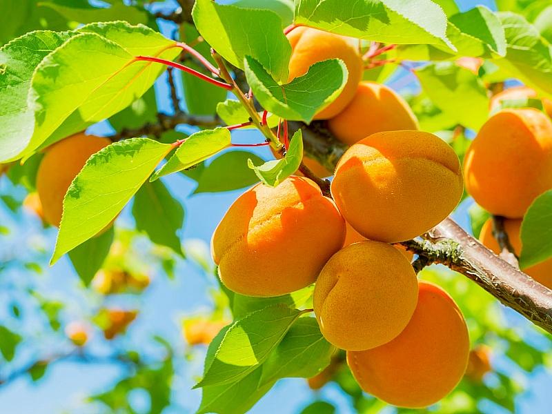 Абрикос купить саженцы из питомнике в Куйбышеве