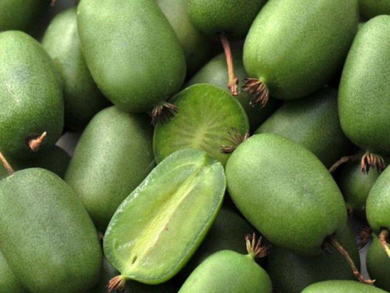 Актинидия купить саженцы из питомнике в Куйбышеве