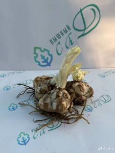 Лилия "ОЛИМПИК ФЛЕЙМ" 3 штуки (размер 18/20)