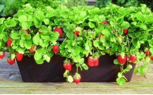 Клубника в квартиру на подоконник (7 шт в упаковке)