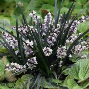 Офиопогон (Японский ландыш) саженец ЗКС горшок Р9