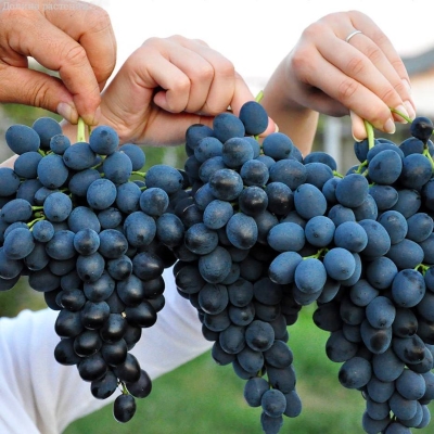 Виноград Молдова