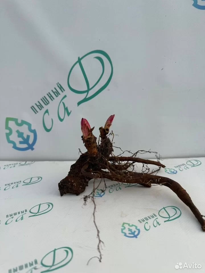 Пион "САНОМА ХАЛО"