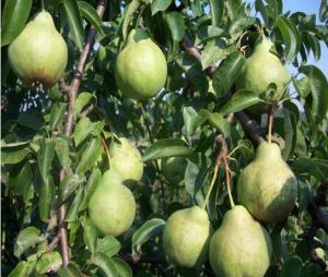 Груша "ВОЛЖСКАЯ ОСЕННЯЯ"